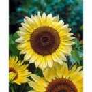 Lemon Queen Sunflower Helianthus annuus 20 PCS Seeds