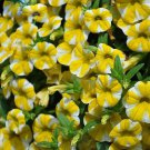 Lemon Slice Superbells Calibrachoa Petunia Annual Flower 100 pcs Seeds Lemon Slice Superbells Calibrachoa Petunia Annual Flower 100 pcs Seeds