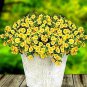 Lemon Slice Superbells Calibrachoa Petunia Annual Flower 100 pcs Seeds