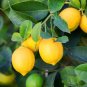 Lemon Sweet Spanish Lime Tree 10 pcs Seeds