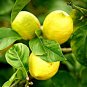 Lemon Sweet Spanish Lime Tree 10 pcs Seeds