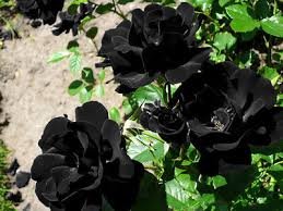 Les Paul Super Black Beauty Rare Rose Flower 50 PCS Seeds