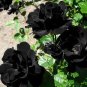 Les Paul Super Black Beauty Rare Rose Flower 50 PCS Seeds