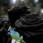 Les Paul Super Black Beauty Rare Rose Flower 50 PCS Seeds