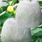 Lettuce Fast Growing Vegetable Organic 200 PCS Seeds