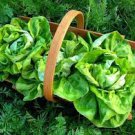 Lettuce 'Tomy Thumb' Organic Vegetable 500 PCS Seeds