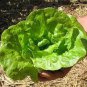 Lettuce 'Tomy Thumb' Organic Vegetable 500 PCS Seeds