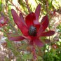 Leucadendro Succulents Garden Plants 5 PCS Seeds