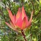 Leucadendron Mix Seeds Garden Ornamental Plants 20 PCS Seeds Leucadendron Mix Seeds Garden Ornamental Plants 20 PCS Seeds