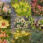 Leucadendron Mix Seeds Garden Ornamental Plants 20 PCS Seeds