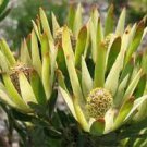 Leucadendron STROBILINUM Garden Ornamental Plants 5 PCS Seeds