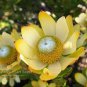 Leucadendron STROBILINUM Garden Ornamental Plants 5 PCS Seeds