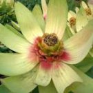 Leucadendron TINCTUM Garden Ornamental Plants 5 PCS Seeds