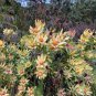 Leucadendron TINCTUM Garden Ornamental Plants 5 PCS Seeds