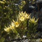Leucadendron ULIGINOSUM Garden Ornamental Plants 5 PCS Seeds Leucadendron ULIGINOSUM Garden Ornamental Plants 5 PCS Seeds