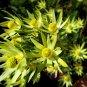 Leucadendron ULIGINOSUM Garden Ornamental Plants 5 PCS Seeds