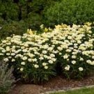 Leucanthemum superba Banana Cream Shasta Daisy Flower 100 PCS Seeds