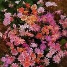 Lewisia Cotyledon 'Galaxy Mixed' Flower 5 PCS Seeds