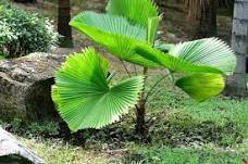 Licuala grandis Palm Tropical Evergreen Fan-Shaped 10 PCS Seeds