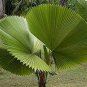 Licuala grandis Palm Tropical Evergreen Fan-Shaped 10 PCS Seeds
