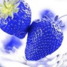 Light Blue Strawberry Hybrid Seeds Giant Juicy Potted Fruit 300 PCS Seeds Light Blue Strawberry Hybrid Seeds Giant Juicy Potted Fruit 300 PCS Seeds