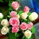 Light Fragrant 'Garnet' Rose Bonsai Flowers 50 pcs Seeds