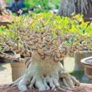 Light Green Adenium Desert Rose 20 pcs Seeds