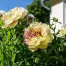 Light Green Peony Tree Flower Seeds ball type big blooms garden plants 5 PCS Seeds