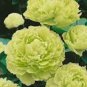Light Green Peony Tree Flower Seeds ball type big blooms garden plants 5 PCS Seeds