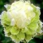 Light Green Peony Tree Flower Seeds ball type big blooms garden plants 5 PCS Seeds