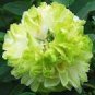 Light Green Peony Tree Flower Seeds ball type big blooms garden plants 5 PCS Seeds