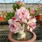 Light Pink Adenium Perennial Garden Bonsai 2 PCS Seeds