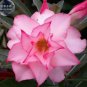 Light Pink Adenium Perennial Garden Bonsai 2 PCS Seeds
