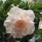 Light Pink Aniumde Obesum Desert Rose 2 PCS Seeds