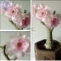 Light Pink Aniumde Obesum Desert Rose 2 PCS Seeds