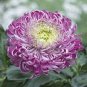 Light Purple White Color Chrysanthemum 100 PCS Seeds
