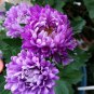 Light Purple White Color Chrysanthemum 100 PCS Seeds