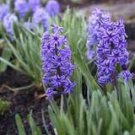 Light Purple Hyacinth Bulb 1 PCS Seeds