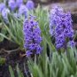 Light Purple Hyacinth Bulb 1 PCS Seeds