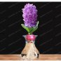 Light Purple Hyacinth Bulb 1 PCS Seeds