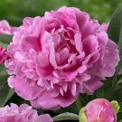 Light Purplish Pink Peony Flower 5 PCS Seeds
