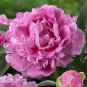 Light Purplish Pink Peony Flower 5 PCS Seeds