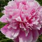 Light Purplish Pink Peony Flower 5 PCS Seeds