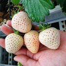Light Red Pineberry with White Berries 100 PCS Seeds Light Red Pineberry with White Berries 100 PCS Seeds