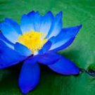 Light Red Blue Lotus Nelumbo Nucifera Pond Fresh Plant 1 PCS Seeds
