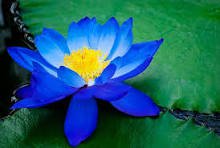Light Red Blue Lotus Nelumbo Nucifera Pond Fresh Plant 1 PCS Seeds