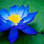 Light Red Blue Lotus Nelumbo Nucifera Pond Fresh Plant 1 PCS Seeds