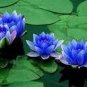 Light Red Blue Lotus Nelumbo Nucifera Pond Fresh Plant 1 PCS Seeds