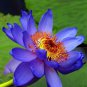 Light Red Blue Lotus Nelumbo Nucifera Pond Fresh Plant 1 PCS Seeds