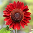 Light Red Sunflower Ornamental Garden Flower 6 PCS Seeds